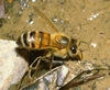 Apoidea