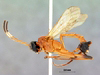 Ichneumonoidea