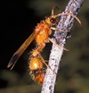 Vespoidea
