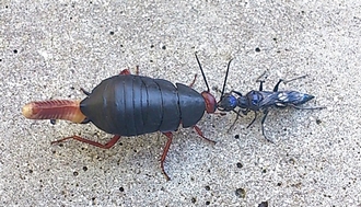 Ampulex_with_prey_Deropeltis_Dion_Brandt