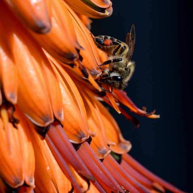 Apis_mellifera_Aloe_ferox_Jonathan_Ball