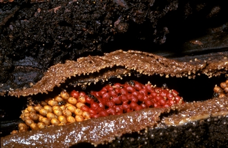 Hypotrigona_braunsi_SAM_ENC2284_Gabon