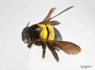 Xylocopa_caffra_Female