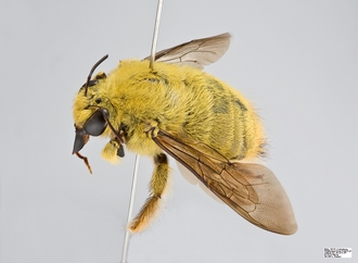 Xylocopa_caffra_Male