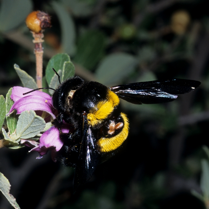Xylocopa_caffra_phoretic_mites_enc04308_van_Noort