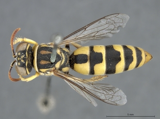 Stizus_quadristrigatus_SAM-HYM-A020151_habitus_dorsal