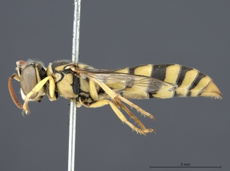 Stizus_quadristrigatus_SAM-HYM-A020151_habitus_lateral