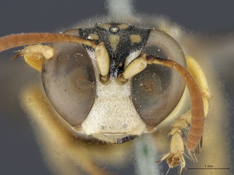 Stizus_quadristrigatus_SAM-HYM-A020151_head_anterior