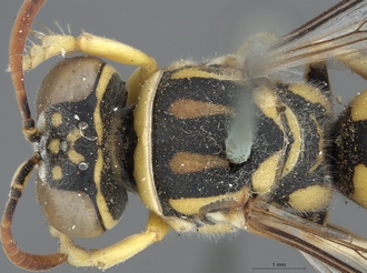 Stizus_quadristrigatus_SAM-HYM-A020151_head_mesosoma_dorsal