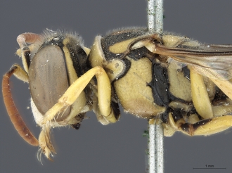 Stizus_quadristrigatus_SAM-HYM-A020151_head_mesosoma_lateral
