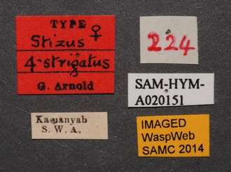 Stizus_quadristrigatus_SAM-HYM-A020151_labels_1