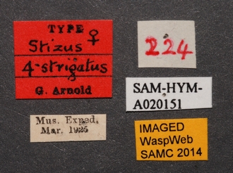 Stizus_quadristrigatus_SAM-HYM-A020151_labels_2