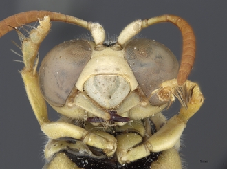 Stizus_quadristrigatus_SAM-HYM-A020151_mandibles
