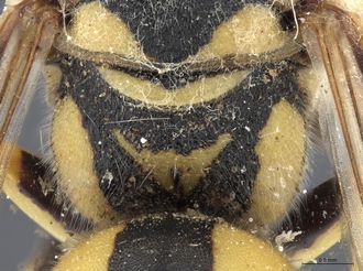 Stizus_quadristrigatus_SAM-HYM-A020151_propodeum