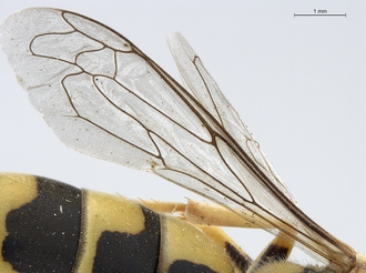 Stizus_quadristrigatus_SAM-HYM-A020151_wings_dorsal