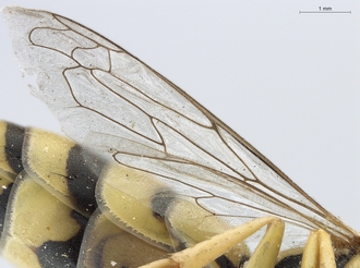 Stizus_quadristrigatus_SAM-HYM-A020151_wings_ventral