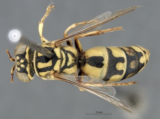 Stizus_quadristrigatus_somalicus_SAM-HYM-A015247_habitus_dorsal