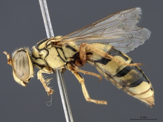 Stizus_quadristrigatus_somalicus_SAM-HYM-A015247_habitus_lateral