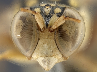 Stizus_quadristrigatus_somalicus_SAM-HYM-A015247_head_anterior
