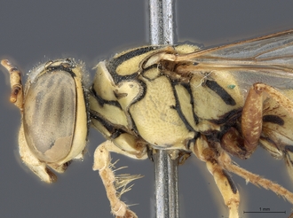 Stizus_quadristrigatus_somalicus_SAM-HYM-A015247_head_mesosoma_lateral