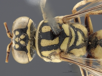 Stizus_quadristrigatus_somalicus_SAM-HYM-A015247_head_mesosoma_dorsal