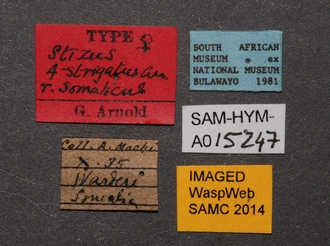 Stizus_quadristrigatus_somalicus_SAM-HYM-A015247_labels