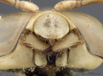 Stizus_quadristrigatus_somalicus_SAM-HYM-A015247_mandibles