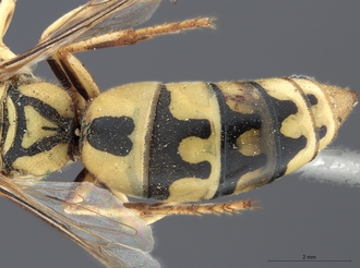 Stizus_somalicus_SAM-HYM-A015247_metasoma_dorsal