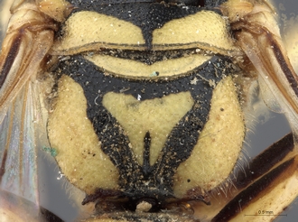Stizus_quadristrigatus_somalicus_SAM-HYM-A015247_propodeum