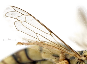 Stizus_quadristrigatus_somalicus_SAM-HYM-A015247_wings