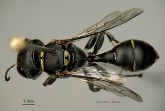 images/Dasyproctus_braunsii_braunsii_Dorsal_330.JPG