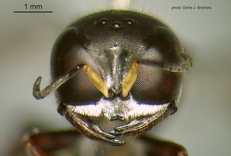 images/Dasyproctus_braunsii_braunsii_Face_330.JPG