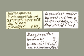 images/Dasyproctus_braunsii_braunsii_Labels_330.JPG