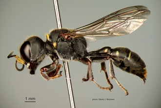 images/Dasyproctus_braunsii_braunsii_Lateral_330.JPG