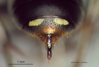 images/Dasyproctus_braunsii_braunsii_Pygidium_330.JPG