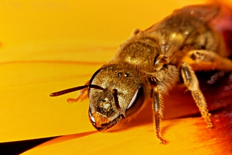 Halictus_Ivan_Andersen