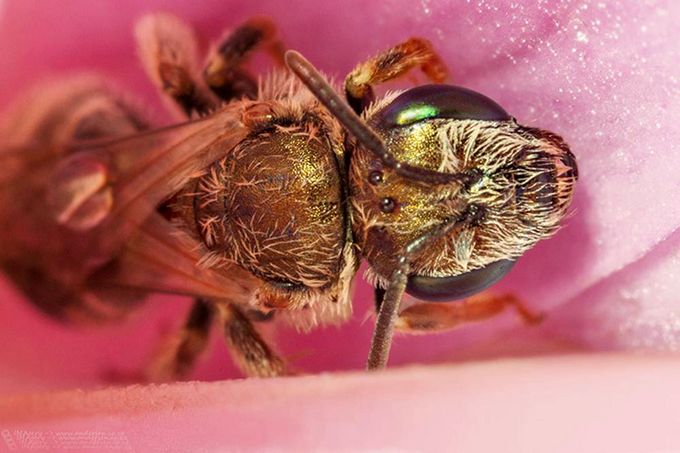 Halictus_Seladonia_Ivan_Andersen