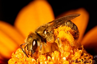 Halictus_pollen_Ivan_Andersen