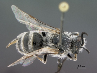 Lasioglossum_SAM-HYM-B012346_habitus_dorsal
