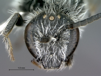 Lasioglossum_SAM-HYM-B012346_head_frontal