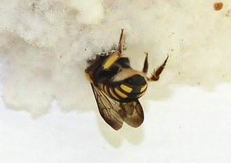 Anthidium_Graham_Grieve_IMG_4284