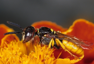 Philanthus_species