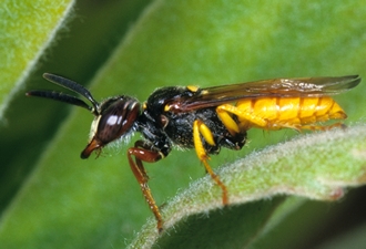 Philanthus_species