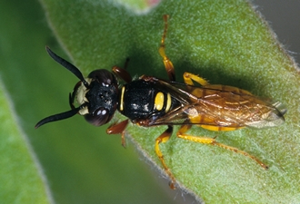 Philanthus_species