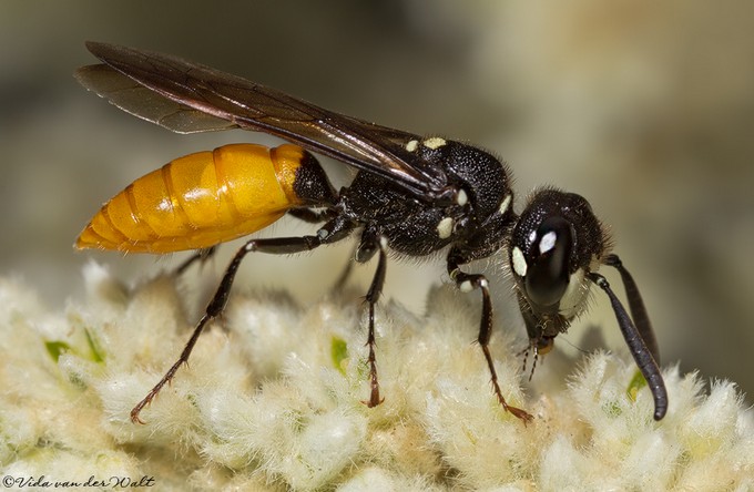 Philanthus_loeflingi_Vda_van_der_Walt_IMG_7736