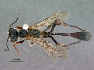 Ammophila_barbarorum_SAM_HYM_A009426_female_habitus_dorsal