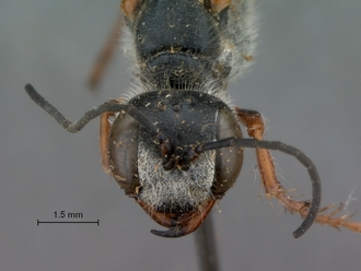 Ammophila_barbarorum_SAM_HYM_A009426_female_head_frontal