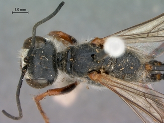 Ammophila_barbarorum_SAM_HYM_A009426_female_head_mesosoma_dorsal