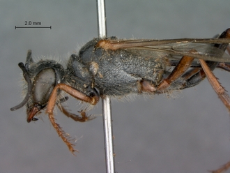 Ammophila_barbarorum_SAM_HYM_A009426_female_head_mesosoma_lateral
