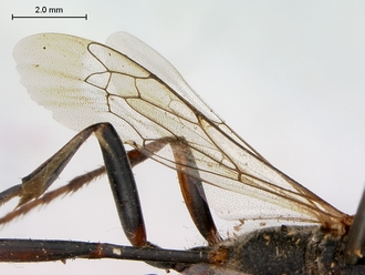 Ammophila_barbarorum_SAM_HYM_A009426_female_wings